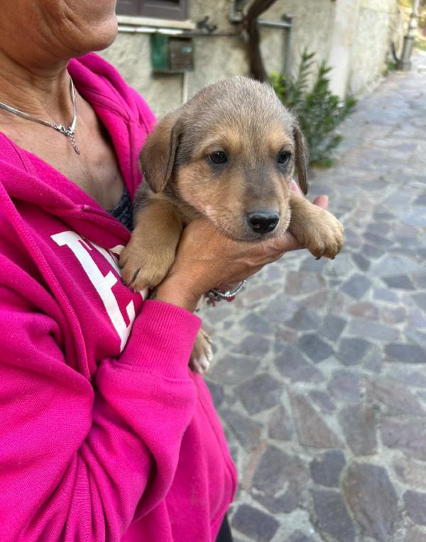“Milo, il Cucciolo che Aspetta il Tuo Amore” 🐾 Foto 2